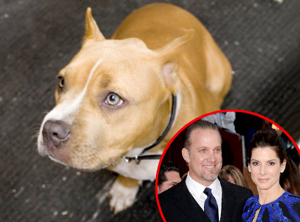 Cinnabun, Jesse James, Sandra Bullock Cinnabun, Jesse James, Sandra Bullock